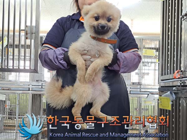 한국동물구조관리협회_441559202400529